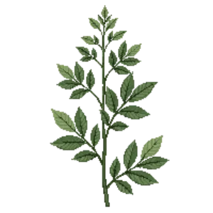 Illustration of Partridgeberry