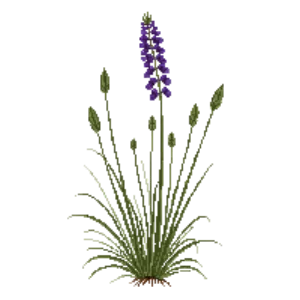 Illustration of Purple Moor Grass