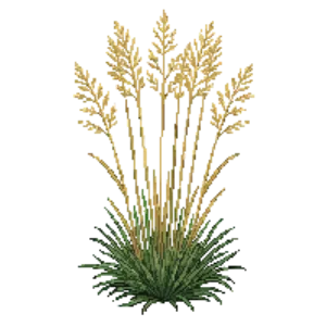 Illustration of Tall Purple Moor Grass 'Skyracer'