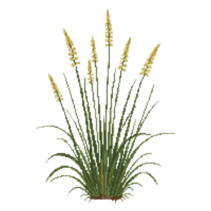 Illustration of Purple Moor Grass 'Transparent'
