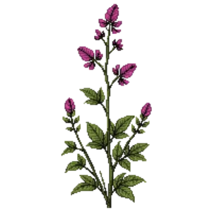 Illustration of Eastern Bee Balm