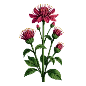 Illustration of Bee Balm 'Jacob Cline'