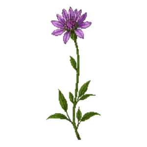 Illustration of Wild Bergamot