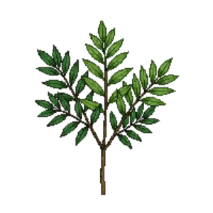 Illustration of Southern Wax Myrtle