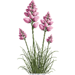 Illustration of Pink Muhly Grass