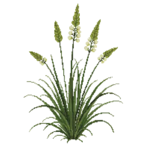Illustration of Pine Muhly