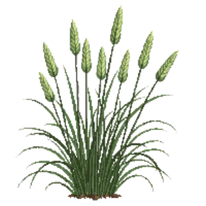 Illustration of Big Muhly