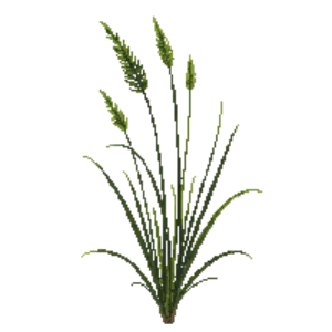 Illustration of Seep Muhly