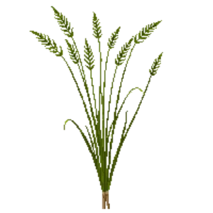 Illustration of Deer Grass