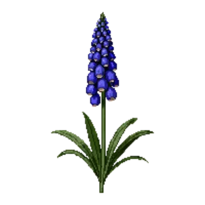 Illustration of Grape Hyacinth