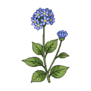 Illustration of Forget-me-not