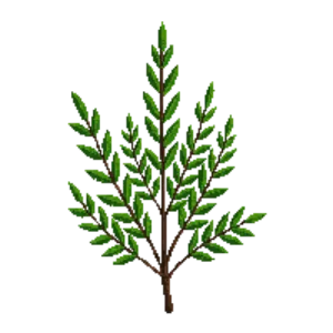 Illustration of Pacific Wax Myrtle