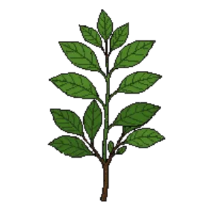 Illustration of Northern Bayberry