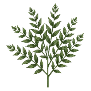 Illustration of True Myrtle