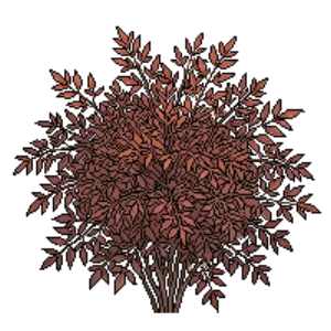 Illustration of Gulf Stream Heavenly Bamboo