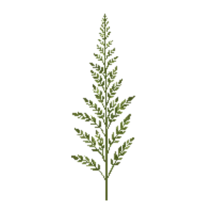 Illustration of Heavenly Bamboo