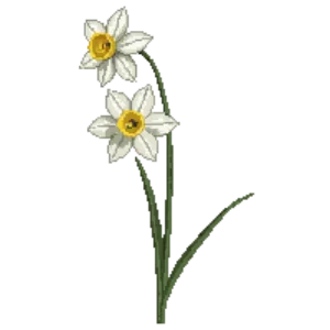Illustration of Daffodil 'Ice Follies'