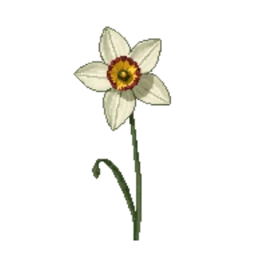 Illustration of Daffodil 'Actaea'
