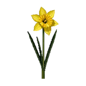 Illustration of Daffodil 'Tete-a-Tete'