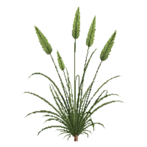Illustration of Mexican Feather Grass