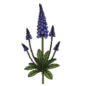 Illustration of Catmint 'Cat's Pajamas'