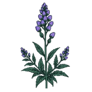 Illustration of Catmint