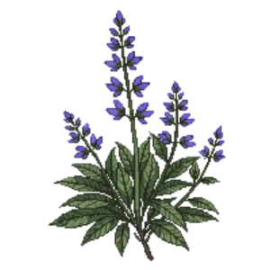 Illustration of Catmint 'Six Hills Giant'