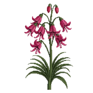 Illustration of Guernsey Lily