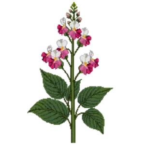 Illustration of Flowering Tobacco
