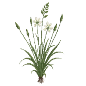 Illustration of Bear Grass