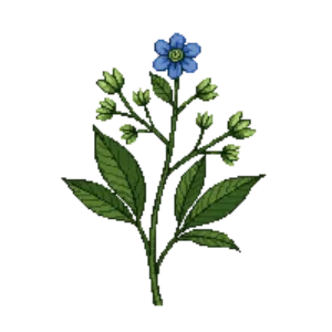 Illustration of Blue Nolina