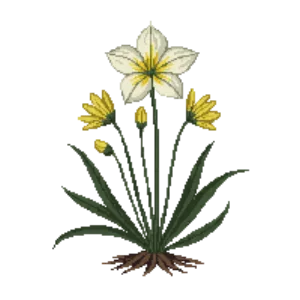 Illustration of False Garlic