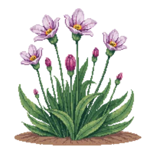 Illustration of Tufted Evening Primrose