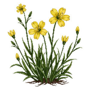 Illustration of Sundrops