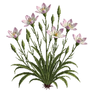 Illustration of Gaura 'Whirling Butterflies'