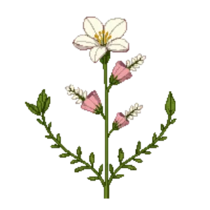 Illustration of Gaura