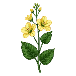 Illustration of Missouri Evening Primrose