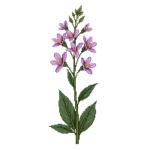 Illustration of Evening Primrose 'Siskiyou'