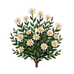 Illustration of Daisy bush