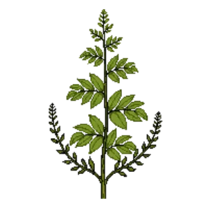 Illustration of Sensitive fern