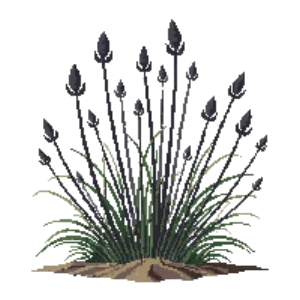 Illustration of Black mondo grass