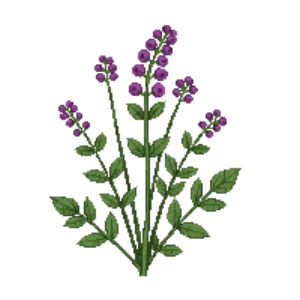 Illustration of Wild Marjoram