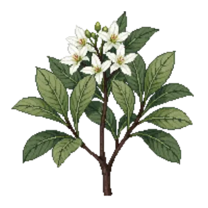 Illustration of Tea Olive