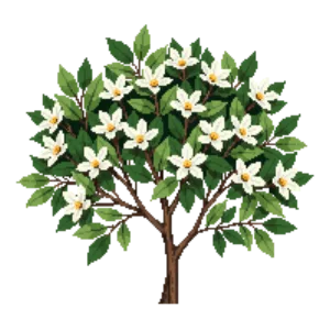 Illustration of False Holly 'Goshiki'