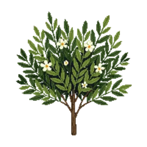Illustration of Holly olive