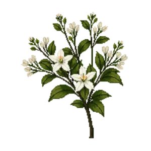 Illustration of Burkwood Osmanthus