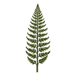 Illustration of Royal Fern