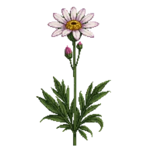 Illustration of African Daisy