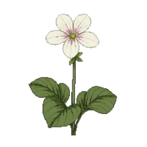 Illustration of Wood sorrel