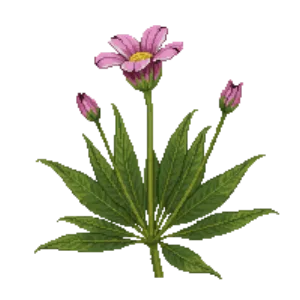 Illustration of Redwood Sorrel